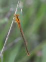 Ischnura pumilio (Scarce Blue-tailed Damselfly) female 7.JPG